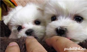 Vand pui de bichon maltez mini toy - imagine 3
