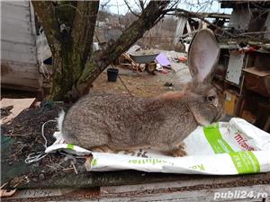 Iepuri uriaș gri german californian  si neozeelandez alb - imagine 8 Iepuri uriaș gri german californian  si neozeelandez alb - imagine 8