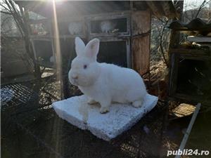 iepuri urias gri .californian si neozeelandez alb - imagine 3 iepuri urias gri .californian si neozeelandez alb - imagine 3