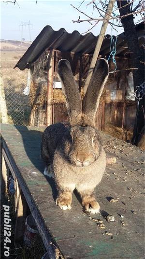 Vind  pui de urias gri german neozeeland3z  alb si californian - imagine 4