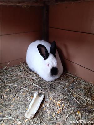 Iepuri uriaș gri german californian  si neozeelandez alb - imagine 7 Iepuri uriaș gri german californian  si neozeelandez alb - imagine 7