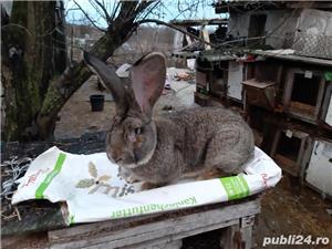 Iepuri uriaș gri german californian  si neozeelandez alb - imagine 10 Iepuri uriaș gri german californian  si neozeelandez alb - imagine 10