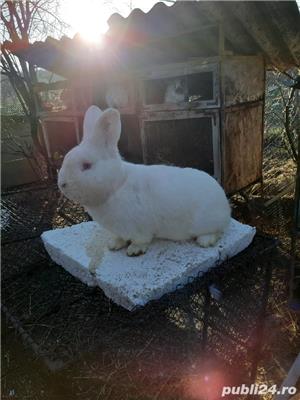 Iepuri uriaș gri german californian  si neozeelandez alb - imagine 9 Iepuri uriaș gri german californian  si neozeelandez alb - imagine 9