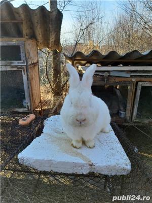 Iepuri uriaș gri german californian  si neozeelandez alb - imagine 12 Iepuri uriaș gri german californian  si neozeelandez alb - imagine 12