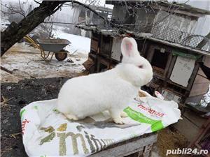 Iepuri uriaș gri german californian  si neozeelandez alb - imagine 14 Iepuri uriaș gri german californian  si neozeelandez alb - imagine 14