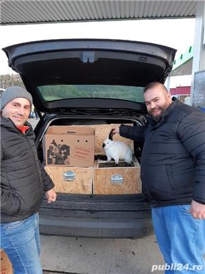 Vind iepuri de rasa californian - imagine 3 Vind iepuri de rasa californian - imagine 3