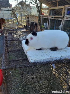 iepuri urias gri .californian si neozeelandez alb - imagine 9 iepuri urias gri .californian si neozeelandez alb - imagine 9