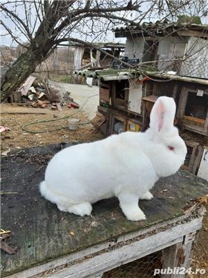 iepuri urias gri .californian si neozeelandez alb - imagine 7 iepuri urias gri .californian si neozeelandez alb - imagine 7