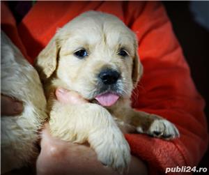 Pui golden retriever cu pedigree!(nu labrador,beagle,ciobanesc)