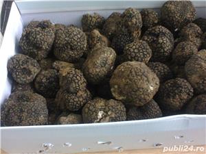 Vand caini pentru cautat trufe, - imagine 4 Vand caini pentru cautat trufe, - imagine 4