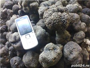 Vand caini pentru cautat trufe, - imagine 5 Vand caini pentru cautat trufe, - imagine 5