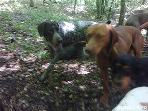 Vand caini pentru cautat trufe, - imagine 3 Vand caini pentru cautat trufe, - imagine 3