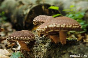 Oferim spre vanzare ciuperci uscate Shiitake bio, obtinute prin permacultura la preturi accesibile