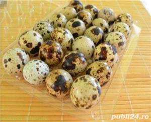 Vand oua,carne,pui de prepelita - imagine 5