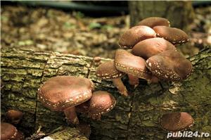 Oferim spre vanzare ciuperci uscate Shiitake bio, obtinute prin permacultura la preturi accesibile - imagine 2