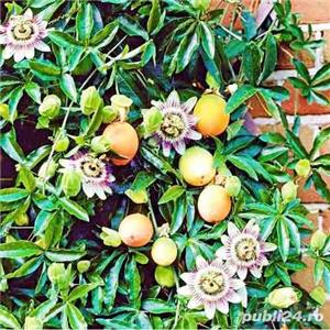 Floarea pasiunii (Passiflora) Hibride Purple - SEMINTE