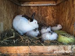 Pui de iepure California /Californian - imagine 2