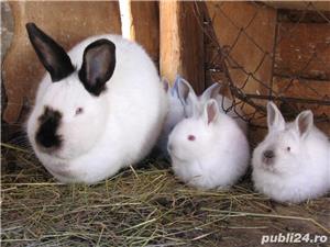 Pui de iepure California /Californian - imagine 3