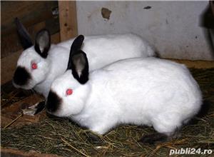 Pui de iepure California /Californian - imagine 4