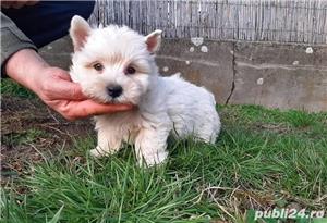 Pui de westie - imagine 2 Pui de westie - imagine 2