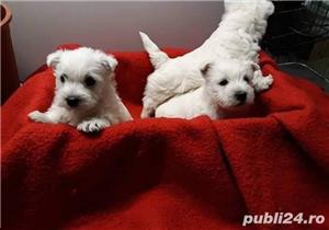 Pui de westie - imagine 3 Pui de westie - imagine 3