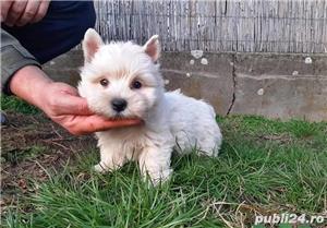 Pui de westie