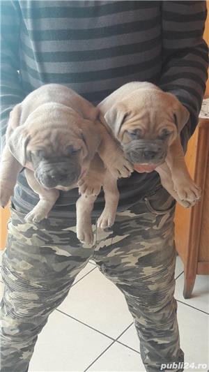 Pui amstaff amstaf blue gri albastru - imagine 4 Pui amstaff amstaf blue gri albastru - imagine 4