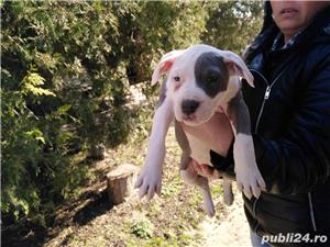 Pui amstaff amstaf blue gri albastru - imagine 3 Pui amstaff amstaf blue gri albastru - imagine 3