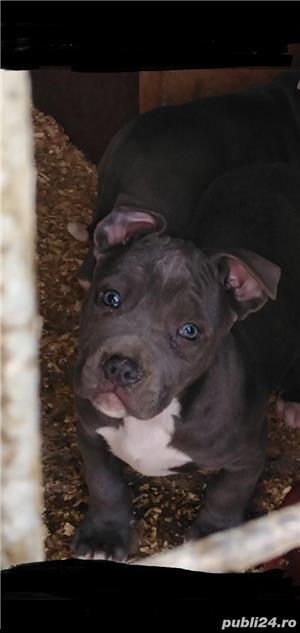 Pui amstaff amstaf blue gri albastru - imagine 2 Pui amstaff amstaf blue gri albastru - imagine 2