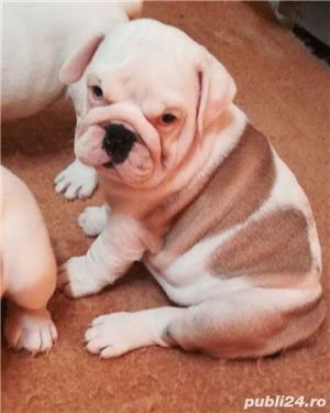 Pui de bulldog buldog englez - imagine 3 Pui de bulldog buldog englez - imagine 3