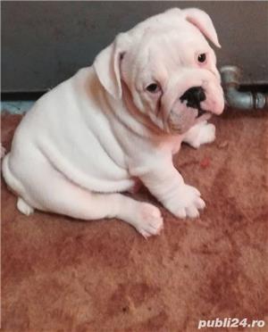 Pui de bulldog buldog englez - imagine 2 Pui de bulldog buldog englez - imagine 2
