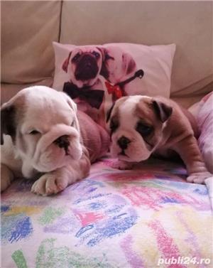 Pui de bulldog buldog englez