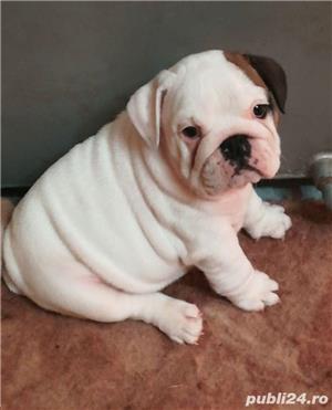 Pui de bulldog buldog englez - imagine 5 Pui de bulldog buldog englez - imagine 5