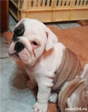 Pui de bulldog buldog englez - imagine 4 Pui de bulldog buldog englez - imagine 4