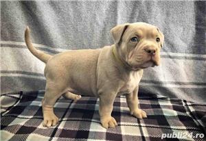 Pui de american bully - imagine 4 Pui de american bully - imagine 4