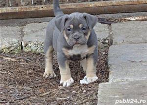 Pui de american bully - imagine 3 Pui de american bully - imagine 3