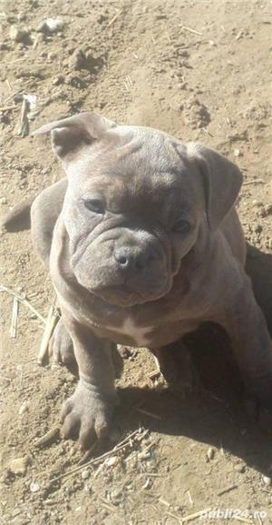 Pui de american bully - imagine 5 Pui de american bully - imagine 5