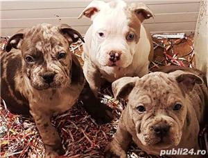Pui de american bully - imagine 2 Pui de american bully - imagine 2