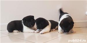 Pui akita american - imagine 3 Pui akita american - imagine 3