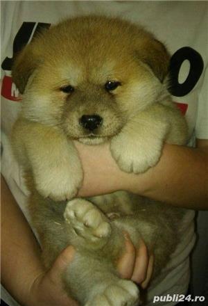 Pui akita inu japonez - imagine 2 Pui akita inu japonez - imagine 2