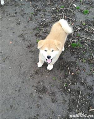 Pui akita inu japonez