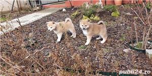 Pui akita inu japonez - imagine 5 Pui akita inu japonez - imagine 5