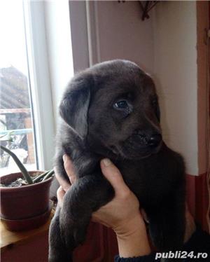 Pui labrador retriever retriver pe negru - imagine 1