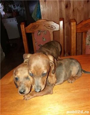 Pui de teckel tekel techel culori rare - imagine 5 Pui de teckel tekel techel culori rare - imagine 5