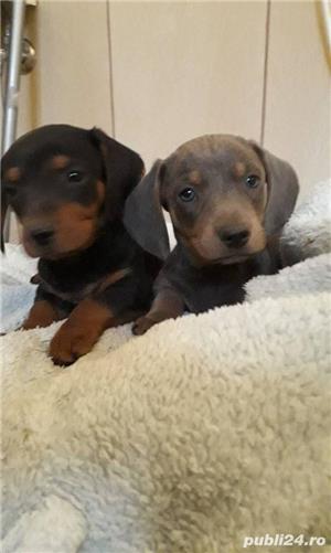 Pui de teckel tekel techel culori rare - imagine 4 Pui de teckel tekel techel culori rare - imagine 4