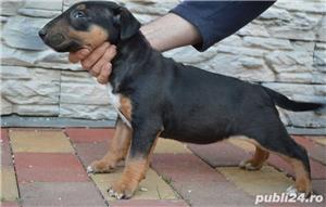 Pui de bullterrier bull terrier - imagine 3 Pui de bullterrier bull terrier - imagine 3