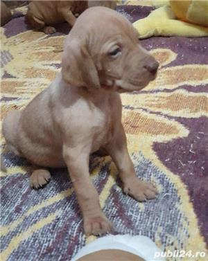 Pui de vijla vizsla viszla maghiara - imagine 2