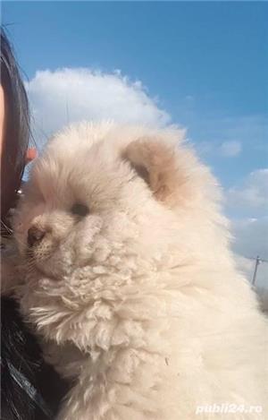 Pui chow chow