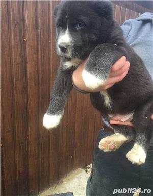 Pui ciobanesc de asia centrala alabai  - imagine 3 Pui ciobanesc de asia centrala alabai  - imagine 3