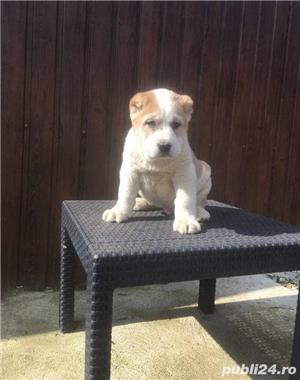 Pui ciobanesc de asia centrala alabai  - imagine 2 Pui ciobanesc de asia centrala alabai  - imagine 2